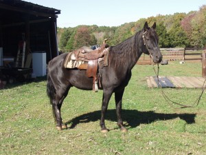 OLYMPUS DIGITAL CAMERA Horse ready for adoption