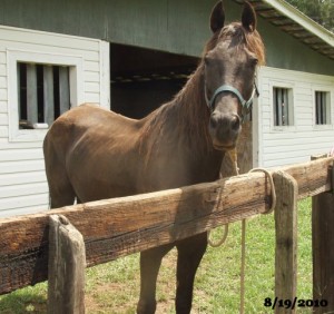 Private Tom Private Tom, starving horse at Central Virginia Horse Rescue